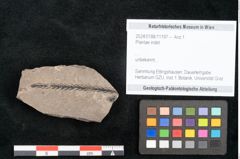Foto (Objekt + Etikett) von Plantae indet.  (NHMW-GEO-2024-0188-11197)